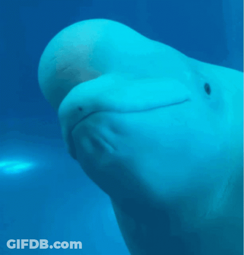 Curious Beluga Snipping GIF
