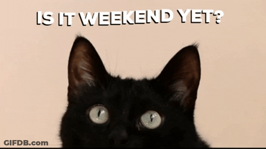 Curious Black Cat Is It Friday Yet GIF