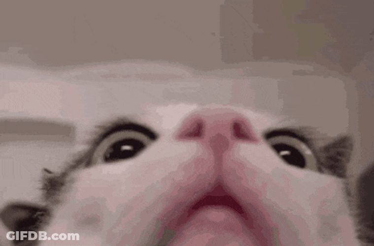 Curious Cat Lol GIF