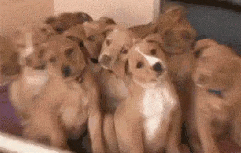 Curious Confused Dog GIF