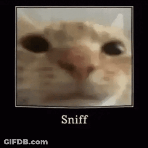 Curious Cut Camera Sniffing GIF