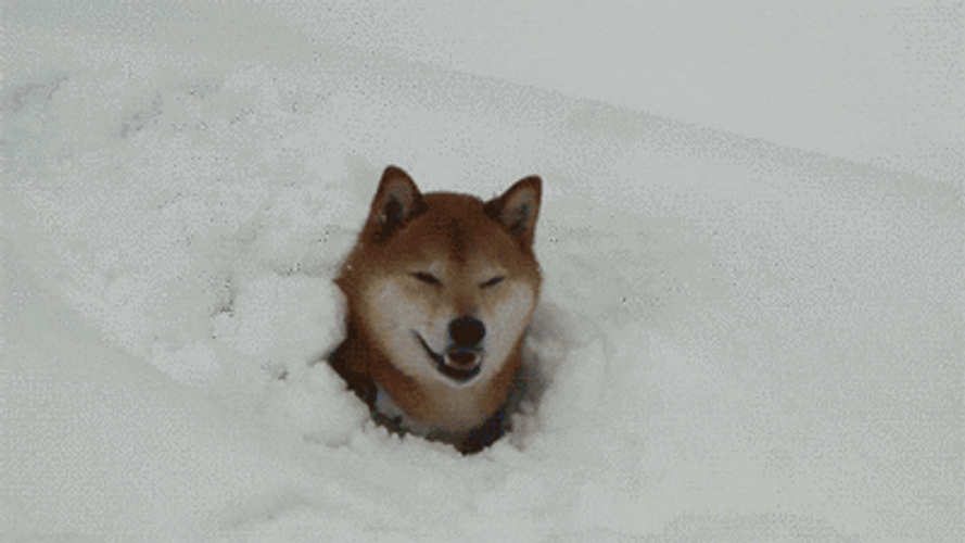 Curious Dog Plays In Snow Funny Animal GIF