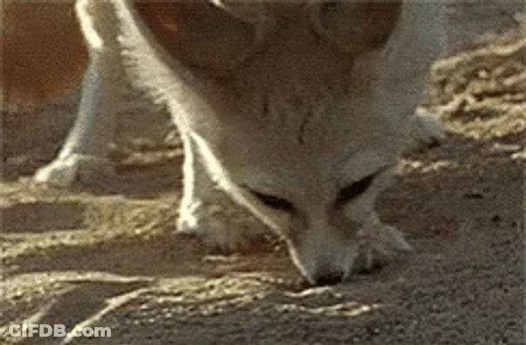 Curious Fennec Fox Digging GIF