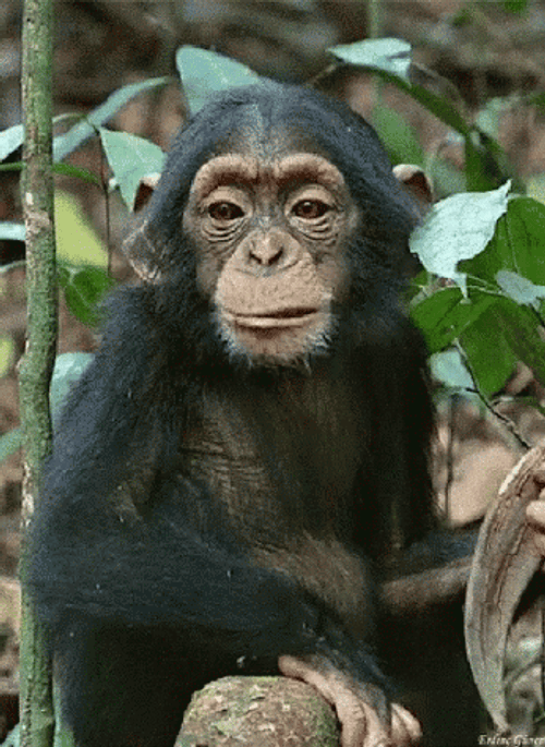 Curious George Chewing Slowly GIF