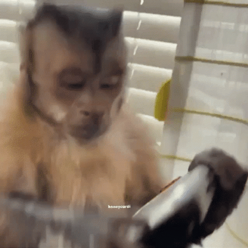 Curious George Click GIF