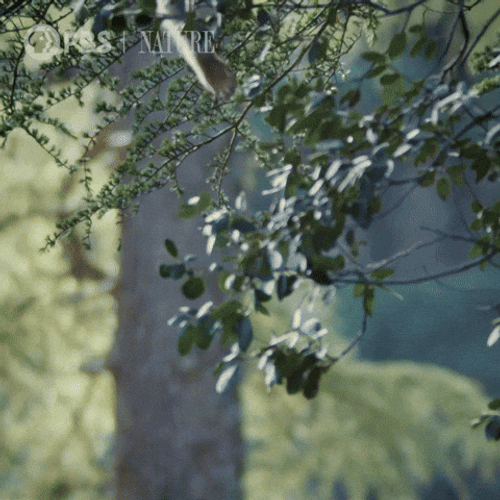 Curious George Falling Monkey GIF