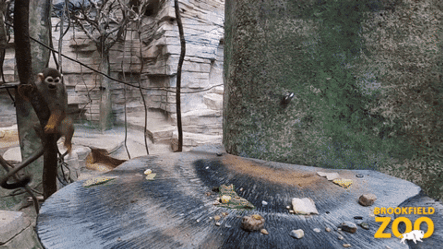 Curious George Real Monkey GIF