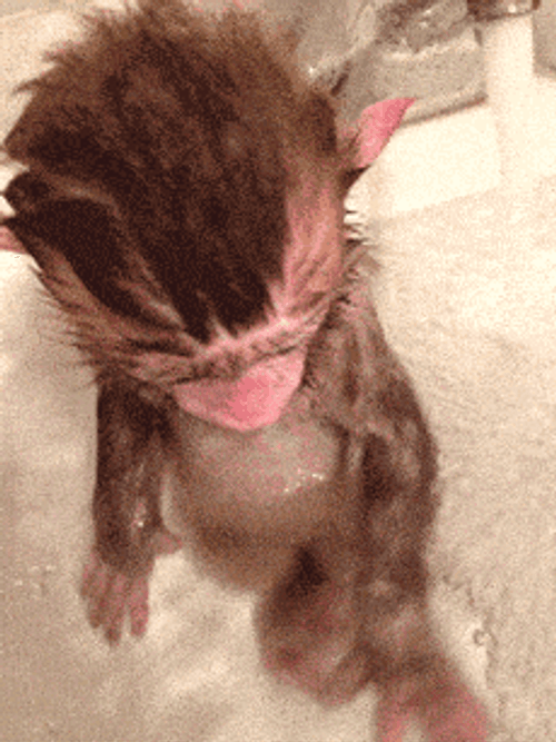 Curious George Talking Bath GIF