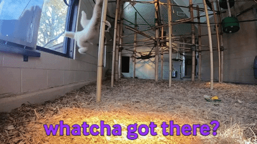 Curious Gibbon GIF