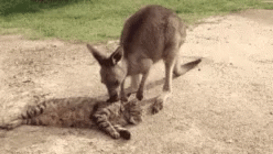 Curious Kangaroo Staring GIF