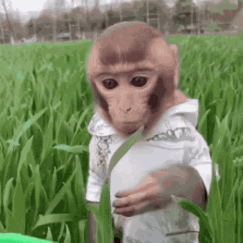 Curious Monkey Grapefruit Eating GIF