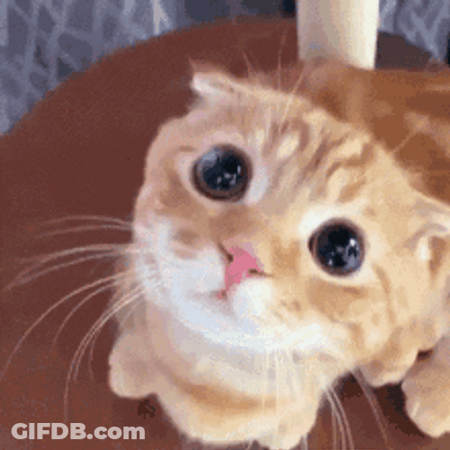 Curious Orange Cute Cat GIF