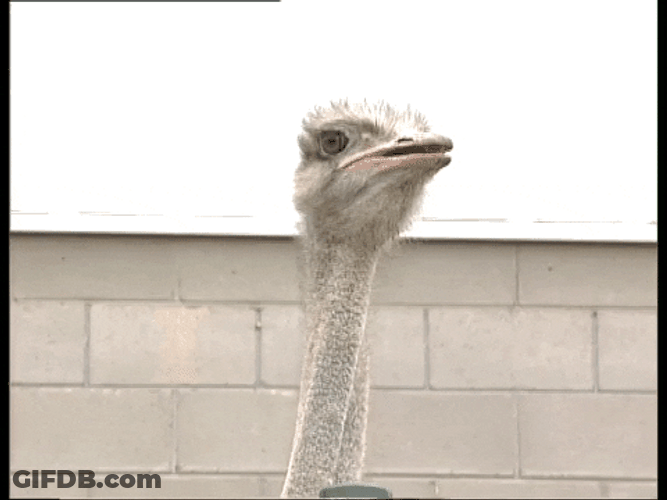 Curious Ostrich Looked Around GIF