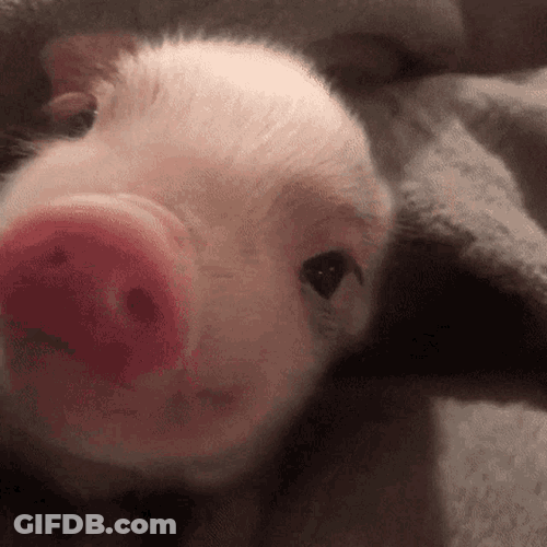 Curious Pig GIF