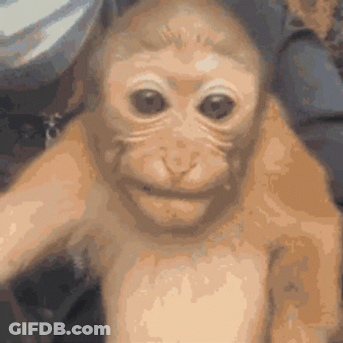 Curious Skinny Monkey George GIF