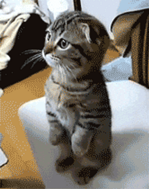Curious Tubby Kitten Standing GIF