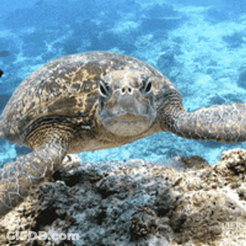 Curious Turtle Swimming Near Staring GIF