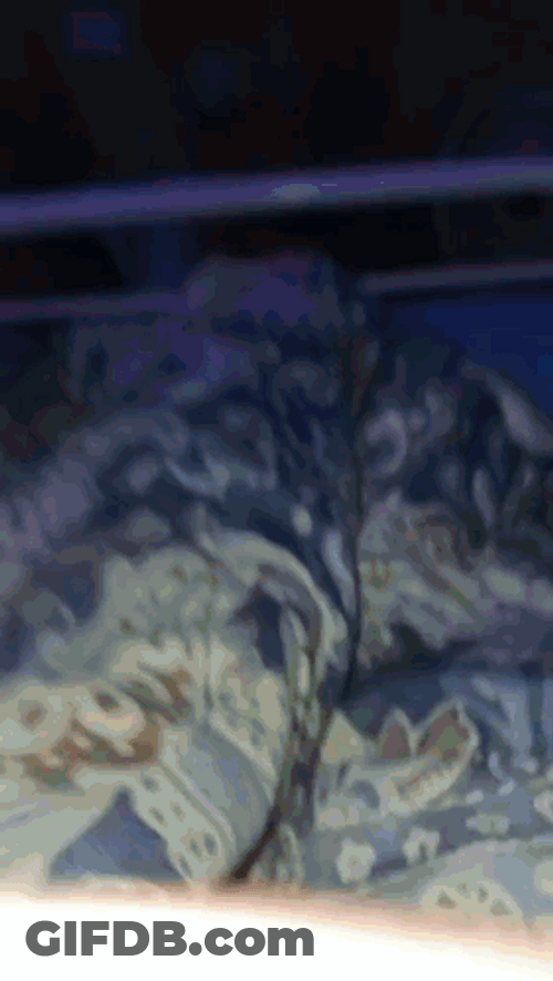 Curly Hair Boy Light Skin GIF
