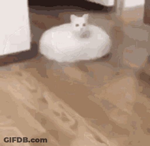 Cursed Cat Floor Cleaner Vacuum GIF