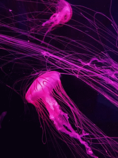 Curtain Panel Pink Jellyfish GIF