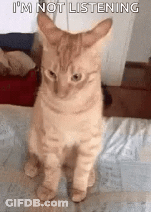 Cut Cat Not Listening GIF