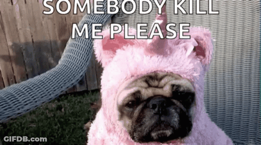 Cut Pug Somebody Kill Me Now Please GIF