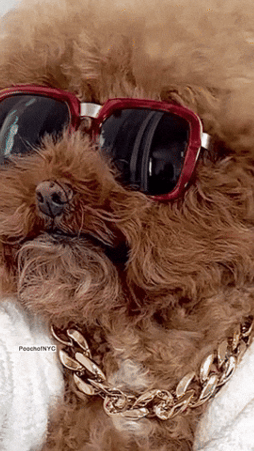 Cute Afro Haired Poodle Chilling GIF