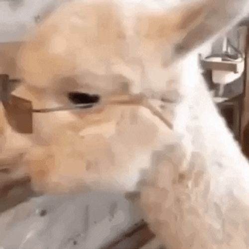 Cute Alpaca In Glasses GIF