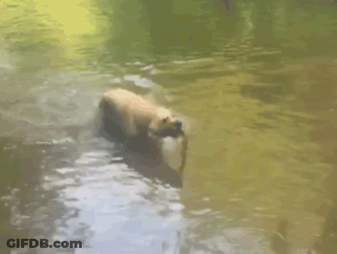 Cute Amazing Dog Catching Tree Branch GIF