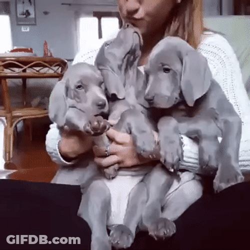 Cute And Cuddly Innocent Puppies GIF