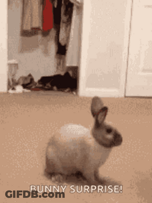 Cute And Playful Bunny Surprise GIF
