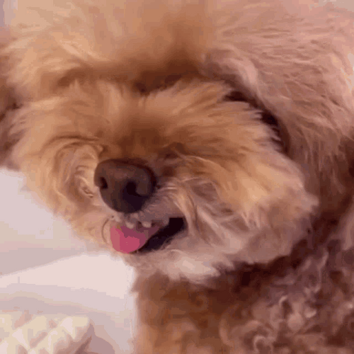 Cute Angry Dog GIF