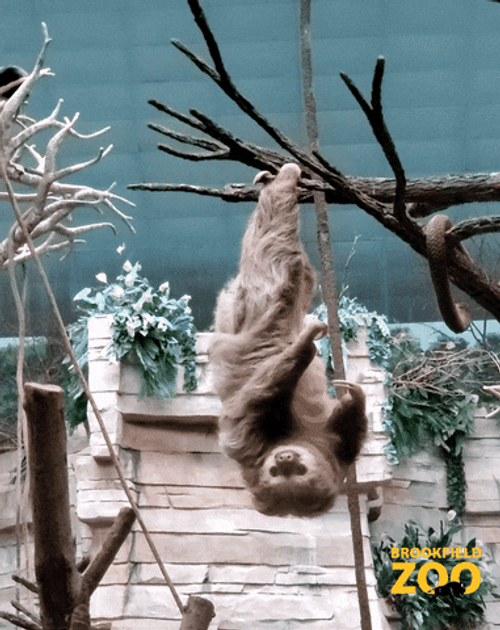 Cute Anima Sloth Hanging Upside Down GIF