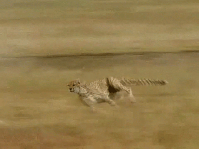 Cute Animal In Tail Grass Cheetah Running GIF