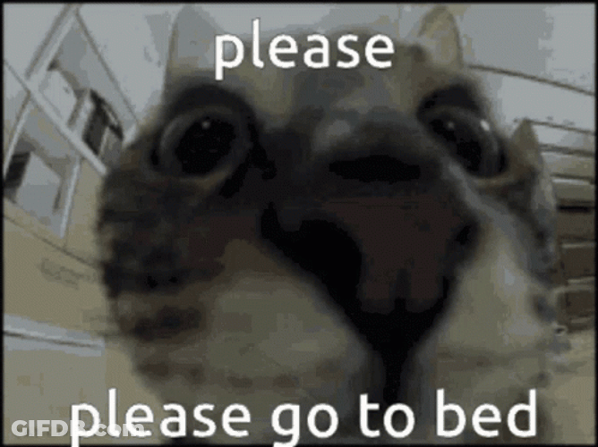 Cute Animal Please Go To Bed GIF