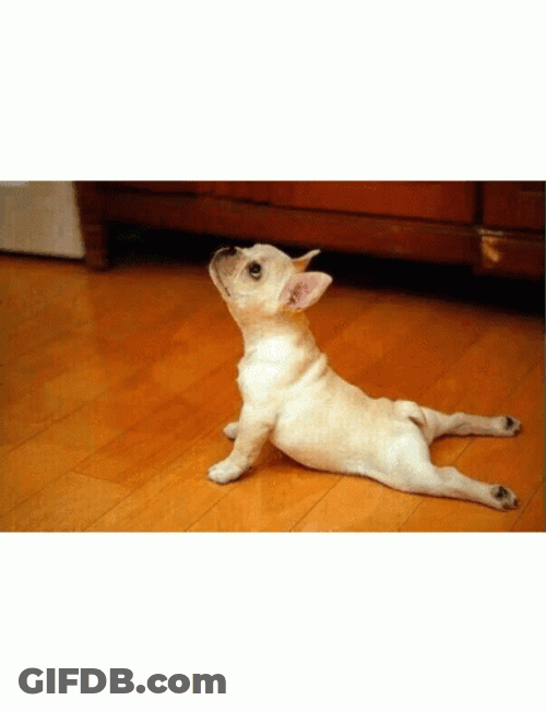 Cute Animal Stretch Compilation GIF
