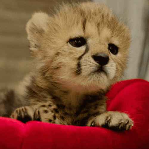 Cute Animals Baby Cheetah GIF