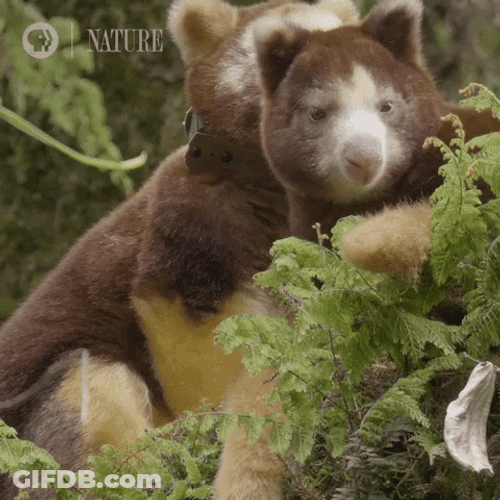 Cute Animals Bear Like Creatures GIF