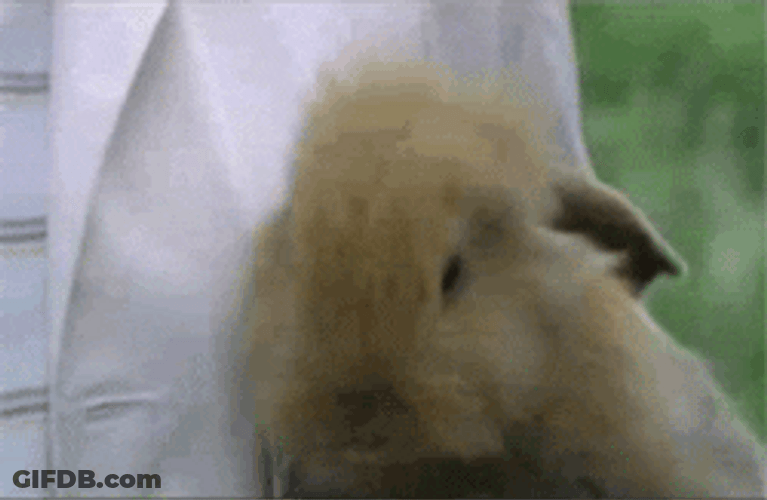 Cute Animals Bunny Smiles GIF