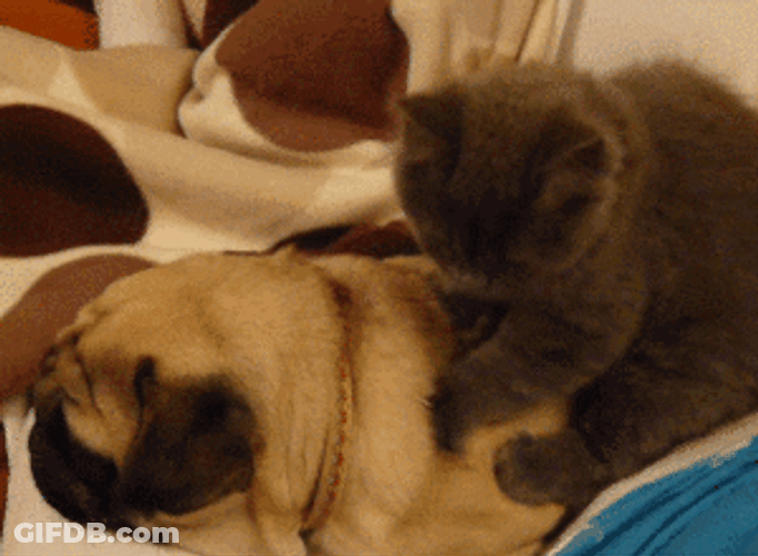 Cute Animals Cat Back Rubbing Pug GIF
