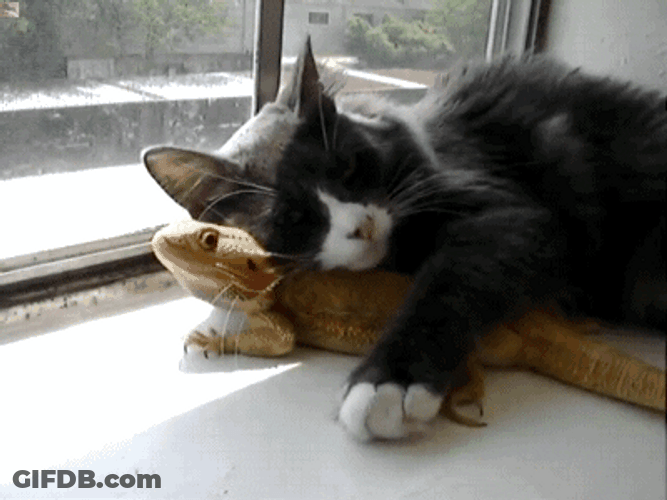 Cute Animals Cat Snuggles Lizard GIF