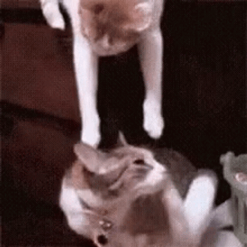 Cute Animals Cat Upside Down Kiss GIF