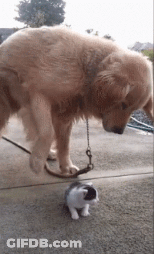 Cute Animals Dog Petting Kitten GIF