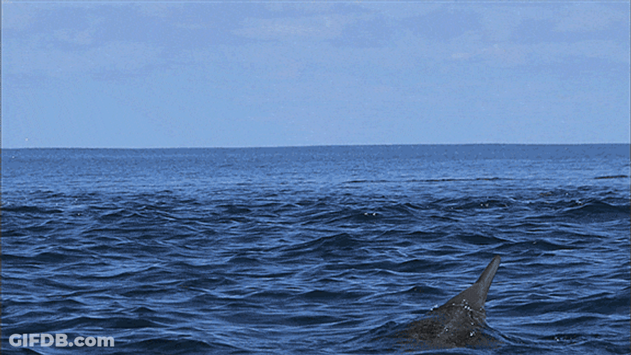 Cute Animals Dolphin Twist Flip GIF