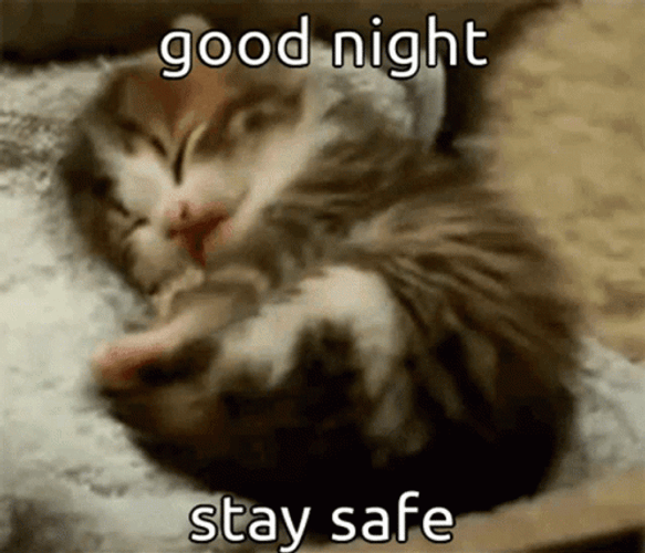 Cute Animals Good Night Cute Cat Yawn GIF