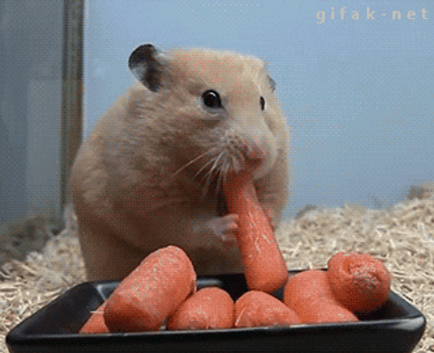 Cute Animals Hamster Eating Carrots GIF