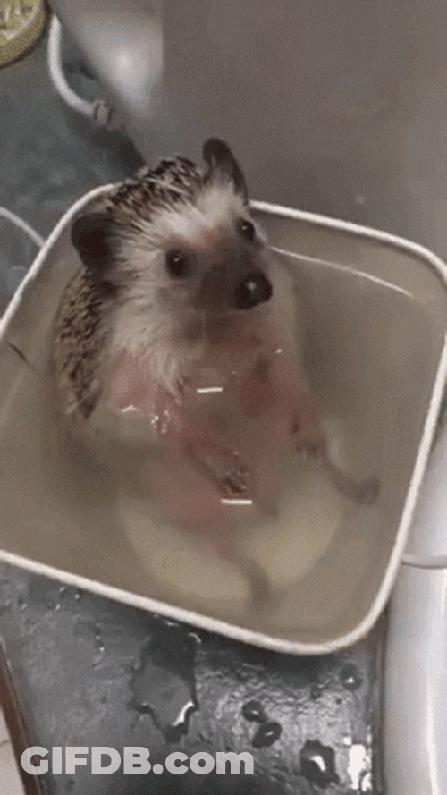 Cute Animals Hedgehog Bath Time GIF