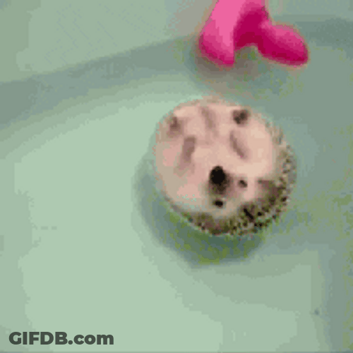 Cute Animals Hedgehog Float GIF