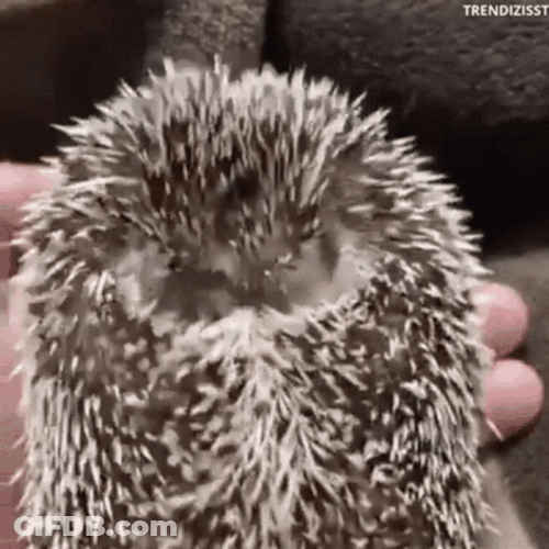 Cute Animals Hedgehog Wakes Up Yawn GIF