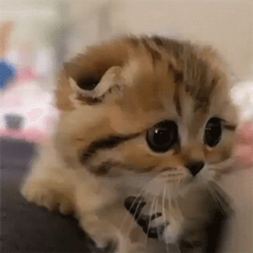 Cute Animals Kitten Big Eyes GIF